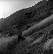 Getreideernte: Garben (Positivo) di Foto Elisabeth Fuchs-Hauffen, Überlingen/Bodensee,Fuchs-Hauffen, Elisabeth (1977/10/01 - 1977/11/13)