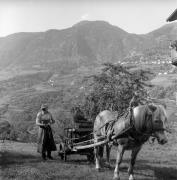 Bauer(in) / Landarbeiter(in) (Positivo) di Foto Elisabeth Fuchs-Hauffen, Überlingen/Bodensee,Fuchs-Hauffen, Elisabeth (1977/10/01 - 1977/10/31)