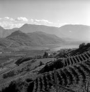 Weinberge in/bei Kaltern-See & Umgebung (Positivo) di Foto Elisabeth Fuchs-Hauffen, Überlingen/Bodensee,Fuchs-Hauffen, Elisabeth (1970/10/01 - 1970/10/31)