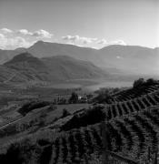 Weinberge in/bei Kaltern-See & Umgebung (Positivo) di Foto Elisabeth Fuchs-Hauffen, Überlingen/Bodensee,Fuchs-Hauffen, Elisabeth (1970/10/01 - 1970/10/31)