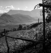 Weinberge in/bei Kaltern-See & Umgebung (Positivo) di Foto Elisabeth Fuchs-Hauffen, Überlingen/Bodensee,Fuchs-Hauffen, Elisabeth (1970/10/01 - 1970/10/31)