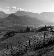 Weinberge in/bei Kaltern-See & Umgebung (Positivo) di Foto Elisabeth Fuchs-Hauffen, Überlingen/Bodensee,Fuchs-Hauffen, Elisabeth (1970/10/01 - 1970/10/31)