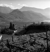 Weinberge in/bei Kaltern-See & Umgebung (Positivo) di Foto Elisabeth Fuchs-Hauffen, Überlingen/Bodensee,Fuchs-Hauffen, Elisabeth (1970/10/01 - 1970/10/31)