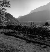 Weinberge in/bei Terlan (Positivo) di Foto Elisabeth Fuchs-Hauffen, Überlingen/Bodensee,Fuchs-Hauffen, Elisabeth (1970/10/01 - 1970/10/31)