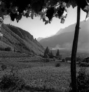 Weinberge in/bei Terlan (Positivo) di Foto Elisabeth Fuchs-Hauffen, Überlingen/Bodensee,Fuchs-Hauffen, Elisabeth (1970/10/01 - 1970/10/31)