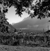 Weinberge in/bei Terlan (Positivo) di Foto Elisabeth Fuchs-Hauffen, Überlingen/Bodensee,Fuchs-Hauffen, Elisabeth (1970/10/01 - 1970/10/31)