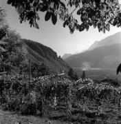 Weinberge in/bei Terlan (Positivo) di Foto Elisabeth Fuchs-Hauffen, Überlingen/Bodensee,Fuchs-Hauffen, Elisabeth (1970/10/01 - 1970/10/31)