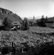 Weinberge in/bei Terlan (Positivo) di Foto Elisabeth Fuchs-Hauffen, Überlingen/Bodensee,Fuchs-Hauffen, Elisabeth (1970/10/01 - 1970/10/31)