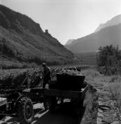 Weinberge in/bei Terlan (Positivo) di Foto Elisabeth Fuchs-Hauffen, Überlingen/Bodensee,Fuchs-Hauffen, Elisabeth (1970/10/01 - 1970/10/31)