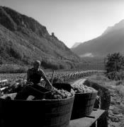 Weinberge in/bei Terlan (Positivo) di Foto Elisabeth Fuchs-Hauffen, Überlingen/Bodensee,Fuchs-Hauffen, Elisabeth (1970/10/01 - 1970/10/31)