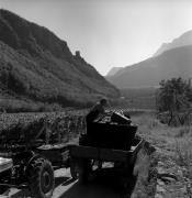 Weinberge in/bei Terlan (Positivo) di Foto Elisabeth Fuchs-Hauffen, Überlingen/Bodensee,Fuchs-Hauffen, Elisabeth (1970/10/01 - 1970/10/31)