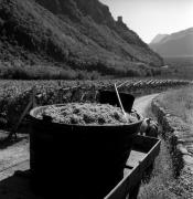 Weinberge in/bei Terlan (Positivo) di Foto Elisabeth Fuchs-Hauffen, Überlingen/Bodensee,Fuchs-Hauffen, Elisabeth (1970/10/01 - 1970/10/31)