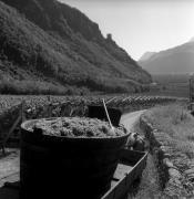 Weinberge in/bei Terlan (Positivo) di Foto Elisabeth Fuchs-Hauffen, Überlingen/Bodensee,Fuchs-Hauffen, Elisabeth (1970/10/01 - 1970/10/31)