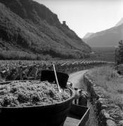 Weinberge in/bei Terlan (Positivo) di Foto Elisabeth Fuchs-Hauffen, Überlingen/Bodensee,Fuchs-Hauffen, Elisabeth (1970/10/01 - 1970/10/31)