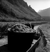 Weinberge in/bei Terlan (Positivo) di Foto Elisabeth Fuchs-Hauffen, Überlingen/Bodensee,Fuchs-Hauffen, Elisabeth (1970/10/01 - 1970/10/31)