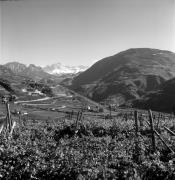 vigneto (Positivo) di Foto Elisabeth Fuchs-Hauffen, Überlingen/Bodensee,Fuchs-Hauffen, Elisabeth (1970/10/01 - 1970/10/31)