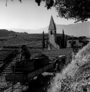 Weinernte in/bei Bozen (Positivo) di Foto Elisabeth Fuchs-Hauffen, Überlingen/Bodensee,Fuchs-Hauffen, Elisabeth (1970/10/01 - 1970/10/31)