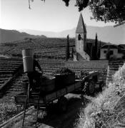 Weinernte in/bei Bozen (Positivo) di Foto Elisabeth Fuchs-Hauffen, Überlingen/Bodensee,Fuchs-Hauffen, Elisabeth (1970/10/01 - 1970/10/31)