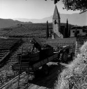 Weinernte in/bei Bozen (Positivo) di Foto Elisabeth Fuchs-Hauffen, Überlingen/Bodensee,Fuchs-Hauffen, Elisabeth (1970/10/01 - 1970/10/31)