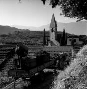 Weinernte in/bei Bozen (Positivo) di Foto Elisabeth Fuchs-Hauffen, Überlingen/Bodensee,Fuchs-Hauffen, Elisabeth (1970/10/01 - 1970/10/31)