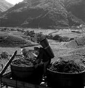 Weinernte in/bei Bozen (Positivo) di Foto Elisabeth Fuchs-Hauffen, Überlingen/Bodensee,Fuchs-Hauffen, Elisabeth (1970/10/01 - 1970/10/31)