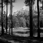 Kiefernwald (Positivo) di Foto Elisabeth Fuchs-Hauffen, Überlingen/Bodensee,Fuchs-Hauffen, Elisabeth (1968/07/01 - 1968/07/31)