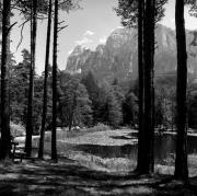 Kiefernwald (Positivo) di Foto Elisabeth Fuchs-Hauffen, Überlingen/Bodensee,Fuchs-Hauffen, Elisabeth (1968/07/01 - 1968/07/31)