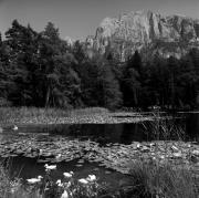 Kiefernwald (Positivo) di Foto Elisabeth Fuchs-Hauffen, Überlingen/Bodensee,Fuchs-Hauffen, Elisabeth (1968/07/01 - 1968/07/31)