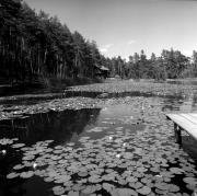 Seerose (Positivo) di Foto Elisabeth Fuchs-Hauffen, Überlingen/Bodensee,Fuchs-Hauffen, Elisabeth (1968/07/01 - 1968/07/31)