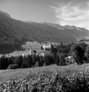 bosco (Positivo) di Foto Elisabeth Fuchs-Hauffen, Überlingen/Bodensee,Fuchs-Hauffen, Elisabeth (1970/10/01 - 1970/10/31)