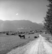 Kühe/Rinder auf der Weide (Positivo) di Foto Elisabeth Fuchs-Hauffen, Überlingen/Bodensee,Fuchs-Hauffen, Elisabeth (1970/10/01 - 1970/10/31)