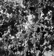 Traube (Positivo) di Foto Elisabeth Fuchs-Hauffen, Überlingen/Bodensee,Fuchs-Hauffen, Elisabeth (1970/10/01 - 1970/10/31)