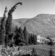 vigneto (Positivo) di Foto Elisabeth Fuchs-Hauffen, Überlingen/Bodensee,Fuchs-Hauffen, Elisabeth (1970/10/01 - 1970/10/31)