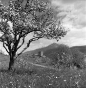 bosco (Positivo) di Foto Elisabeth Fuchs-Hauffen, Überlingen/Bodensee,Fuchs-Hauffen, Elisabeth (1970/05/01 - 1970/05/31)