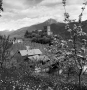 bosco (Positivo) di Foto Elisabeth Fuchs-Hauffen, Überlingen/Bodensee,Fuchs-Hauffen, Elisabeth (1970/05/01 - 1970/05/31)