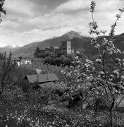 bosco (Positivo) di Foto Elisabeth Fuchs-Hauffen, Überlingen/Bodensee,Fuchs-Hauffen, Elisabeth (1970/05/01 - 1970/05/31)