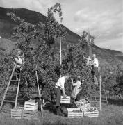 frutteto (Positivo) di Foto Elisabeth Fuchs-Hauffen, Überlingen/Bodensee,Fuchs-Hauffen, Elisabeth (1968/09/01 - 1968/09/93)