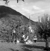 frutteto (Positivo) di Foto Elisabeth Fuchs-Hauffen, Überlingen/Bodensee,Fuchs-Hauffen, Elisabeth (1968/09/01 - 1968/09/93)