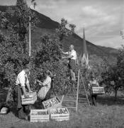 frutteto (Positivo) di Foto Elisabeth Fuchs-Hauffen, Überlingen/Bodensee,Fuchs-Hauffen, Elisabeth (1968/09/01 - 1968/09/93)