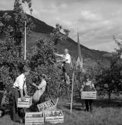 frutteto (Positivo) di Foto Elisabeth Fuchs-Hauffen, Überlingen/Bodensee,Fuchs-Hauffen, Elisabeth (1968/09/01 - 1968/09/93)