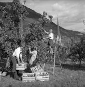 frutteto (Positivo) di Foto Elisabeth Fuchs-Hauffen, Überlingen/Bodensee,Fuchs-Hauffen, Elisabeth (1968/09/01 - 1968/09/93)