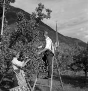 frutteto (Positivo) di Foto Elisabeth Fuchs-Hauffen, Überlingen/Bodensee,Fuchs-Hauffen, Elisabeth (1968/09/01 - 1968/09/93)