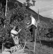 frutteto (Positivo) di Foto Elisabeth Fuchs-Hauffen, Überlingen/Bodensee,Fuchs-Hauffen, Elisabeth (1968/09/01 - 1968/09/93)