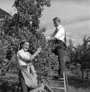 frutteto (Positivo) di Foto Elisabeth Fuchs-Hauffen, Überlingen/Bodensee,Fuchs-Hauffen, Elisabeth (1968/09/01 - 1968/09/93)