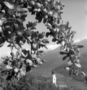 Lebensmittel (Positivo) di Foto Elisabeth Fuchs-Hauffen, Überlingen/Bodensee,Fuchs-Hauffen, Elisabeth (1968/09/01 - 1968/09/93)