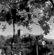 Traube (Positivo) di Foto Elisabeth Fuchs-Hauffen, Überlingen/Bodensee,Fuchs-Hauffen, Elisabeth (1968/10/01 - 1968/10/31)