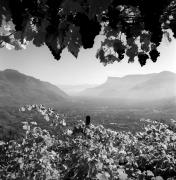 Traube (Positivo) di Foto Elisabeth Fuchs-Hauffen, Überlingen/Bodensee,Fuchs-Hauffen, Elisabeth (1968/10/01 - 1968/10/31)