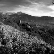 vigneto (Positivo) di Foto Elisabeth Fuchs-Hauffen, Überlingen/Bodensee,Fuchs-Hauffen, Elisabeth (1968/10/01 - 1968/10/31)