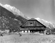 mucca/bovino (Positivo) di Foto Elisabeth Fuchs-Hauffen, Überlingen/Bodensee,Fuchs-Hauffen, Elisabeth (1969/07/01 - 1969/07/31)