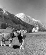 mucca/bovino (Positivo) di Foto Elisabeth Fuchs-Hauffen, Überlingen/Bodensee,Fuchs-Hauffen, Elisabeth (1971/07/01 - 1971/07/31)
